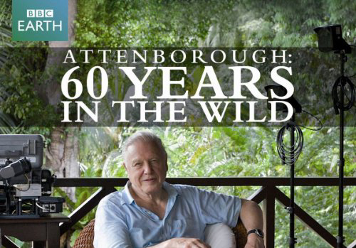 Xem Phim 60 Năm Trong Hoang Dã (Attenborough: 60 Years In The Wild)