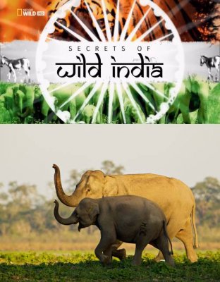 Banner Phim Bí Ẩn Thế Giới Hoang Dã Ấn Độ: Vương Quốc Loài Voi (Secrets of Wild India: Elephant Kingdom)