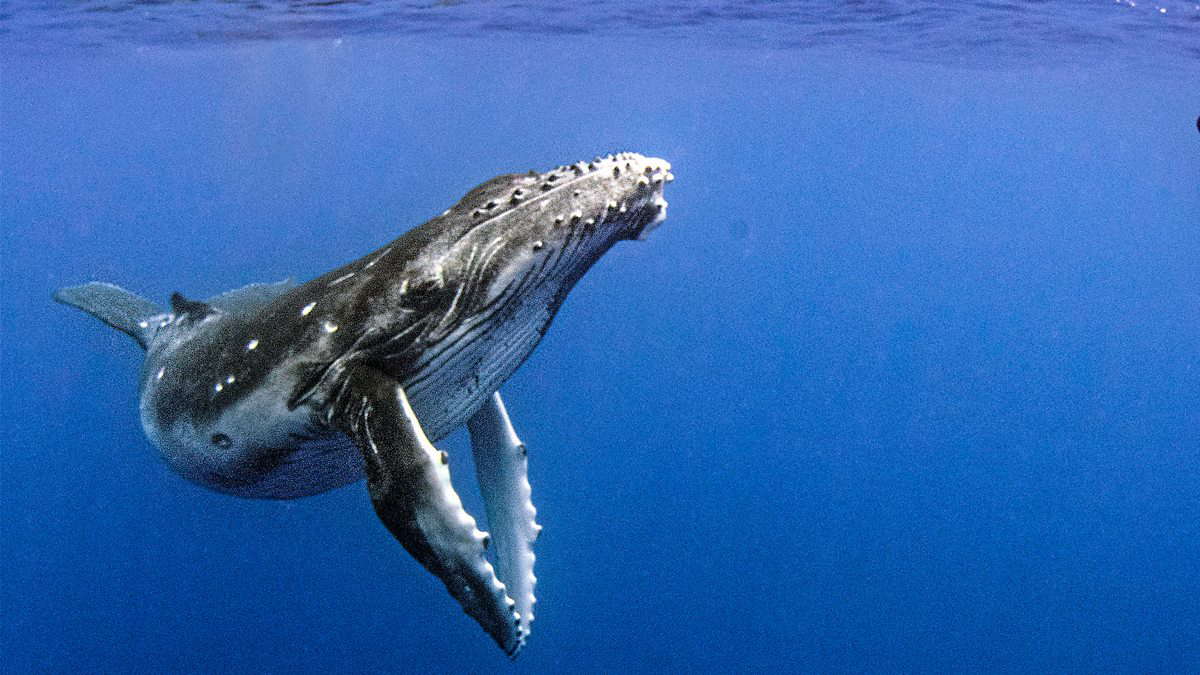 Xem Phim  Cá Voi Lưng Gù (Humpback Whales)
