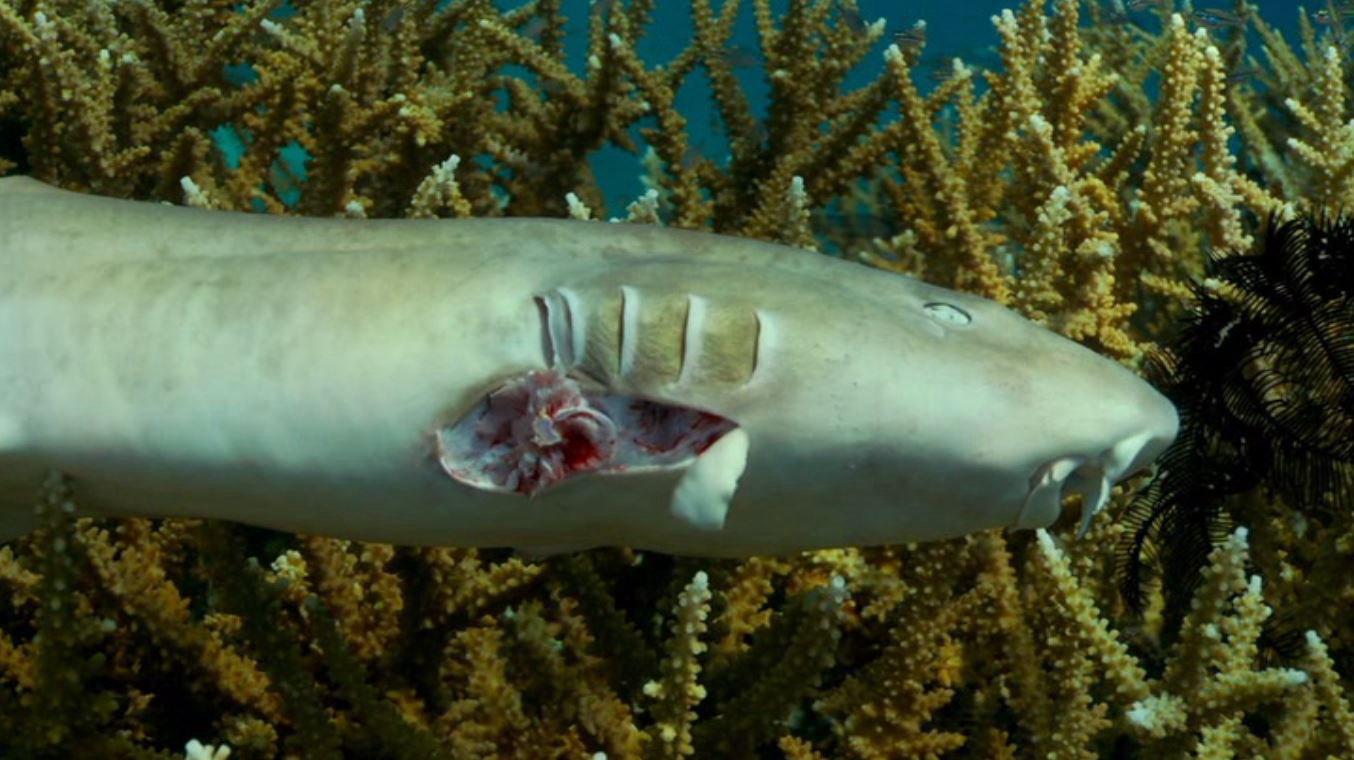 Xem Phim Cuộc Đua Tuyệt Chủng (Racing Extinction)
