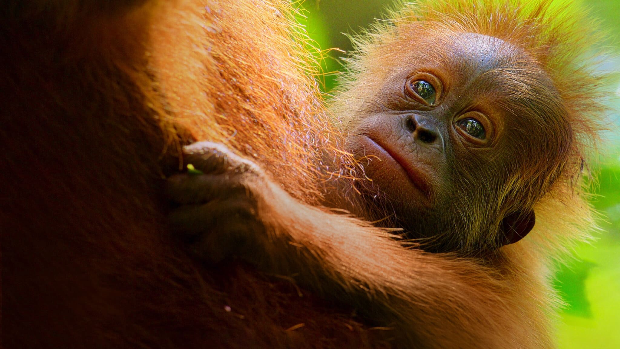 Banner Phim Cuộc sống bí mật của đười ươi (Secret Lives of Orangutans)