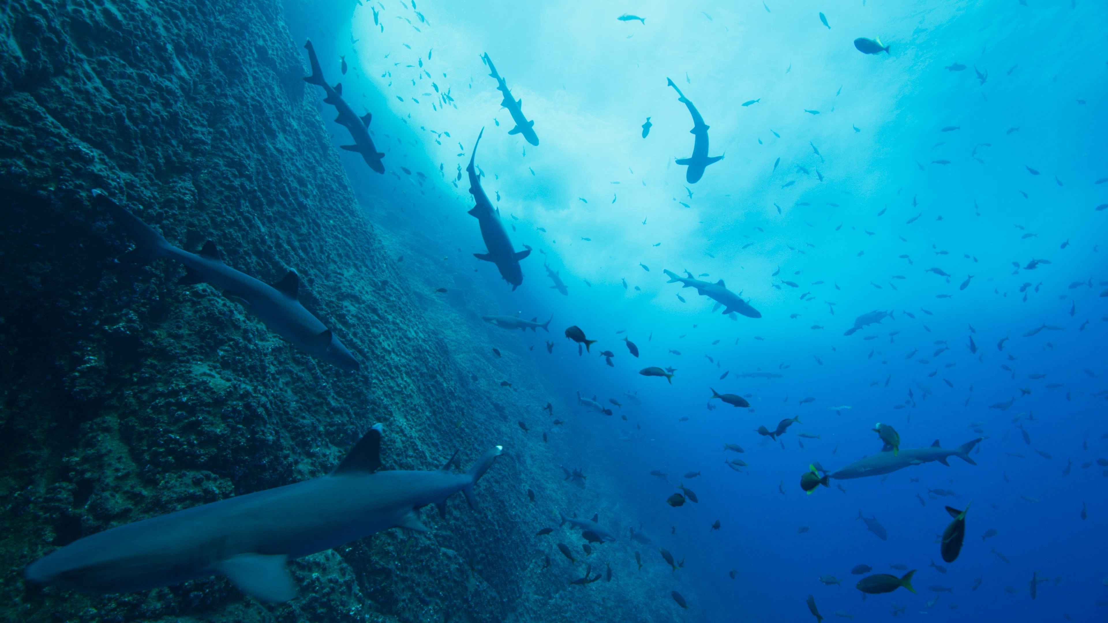 Xem Phim Đại dương của chúng ta (Our Oceans)