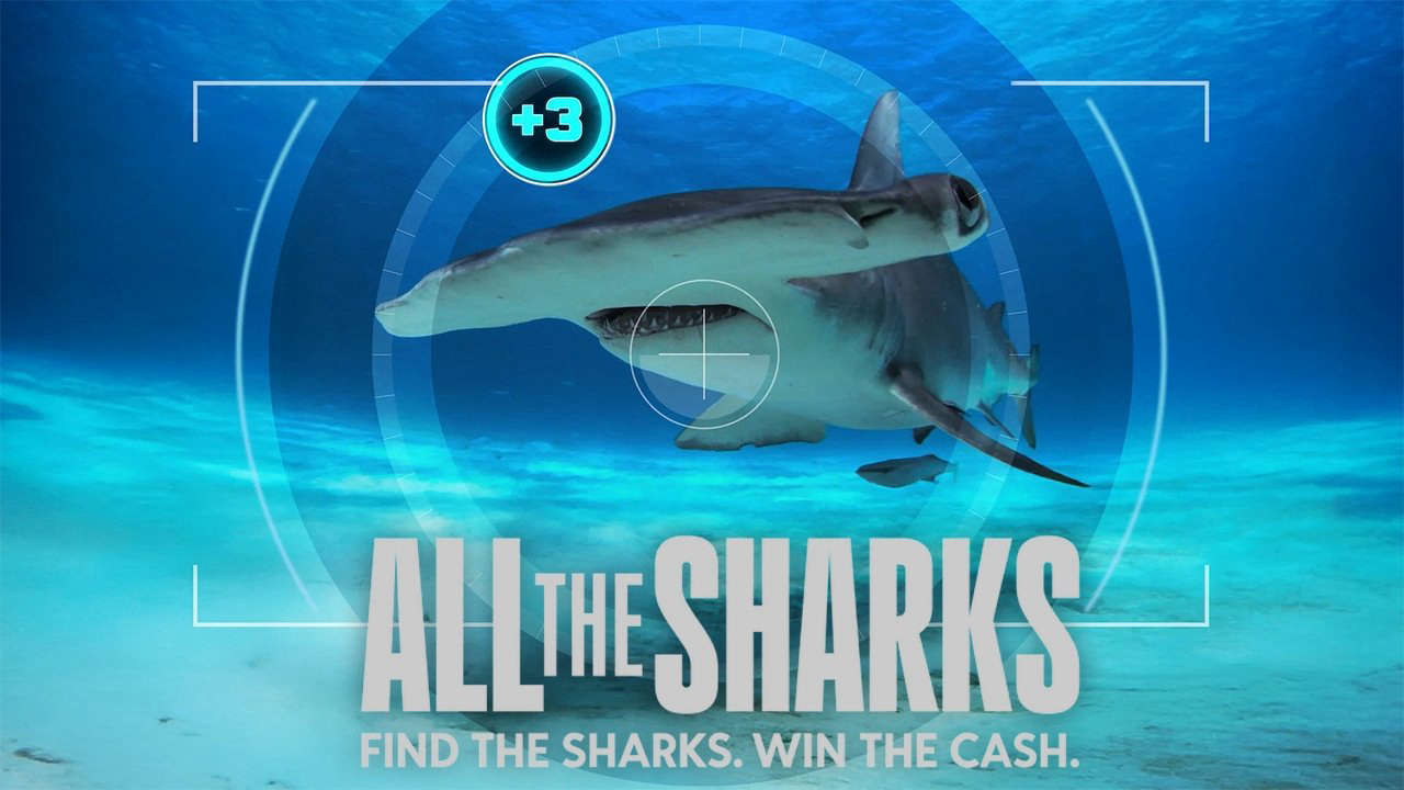 Xem Phim Đi tìm cá mập (All the Sharks)