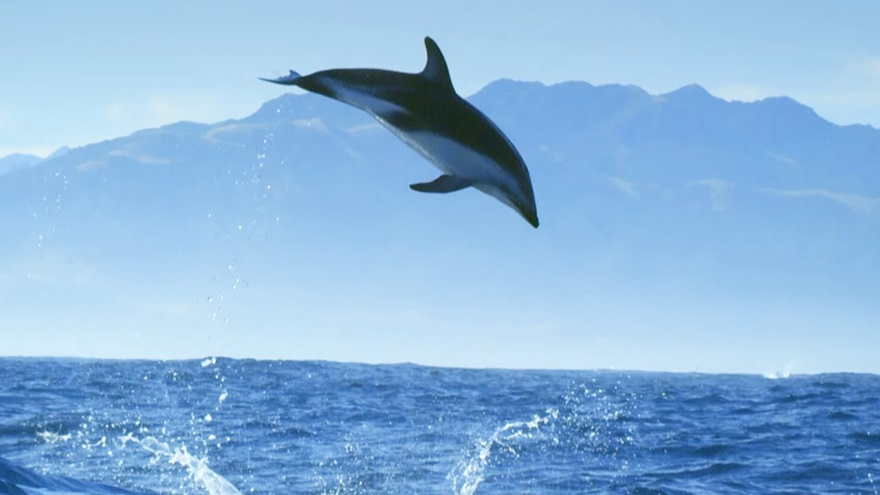 Xem Phim Diving with Dolphins (Diving with Dolphins)