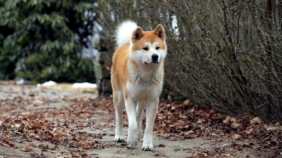 Xem Phim Hachi: A Dog's Tale (Hachi: A Dog's Tale)