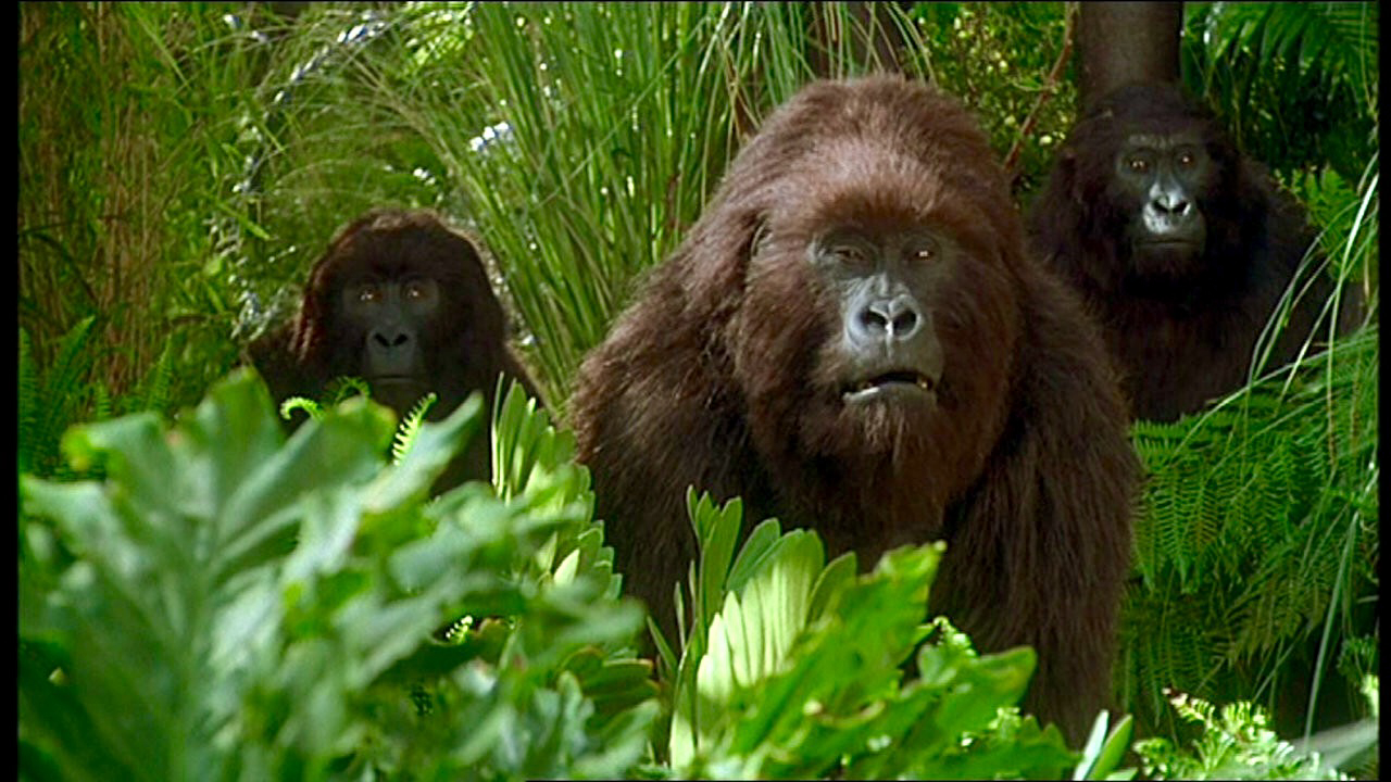 Xem Phim Kho Báu Công Gô (Congo)