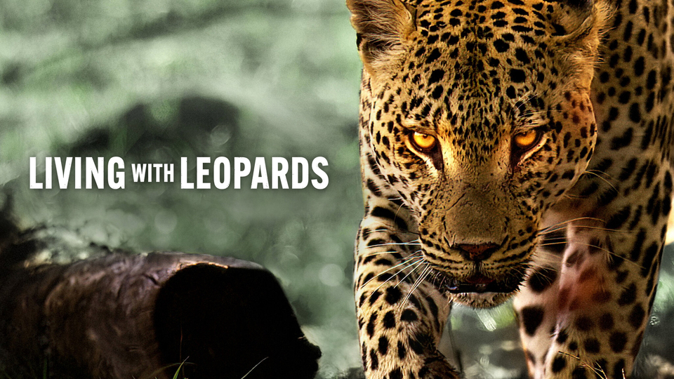 Xem Phim Living with Leopards (Living with Leopards)