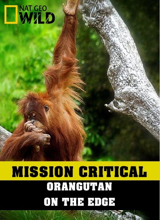 Banner Phim Nhiệm Vụ Cấp Bách: Đười Ươi – Trước Nguy Cơ Tuyệt Chủng (Mission Critical: Orangutan On The Edge)