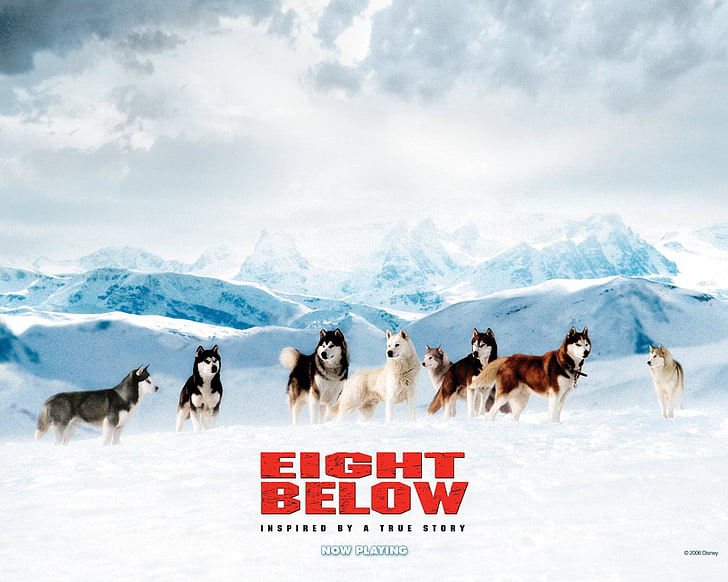 Xem Phim Những Chú Chó Dũng Cảm (Eight Below)