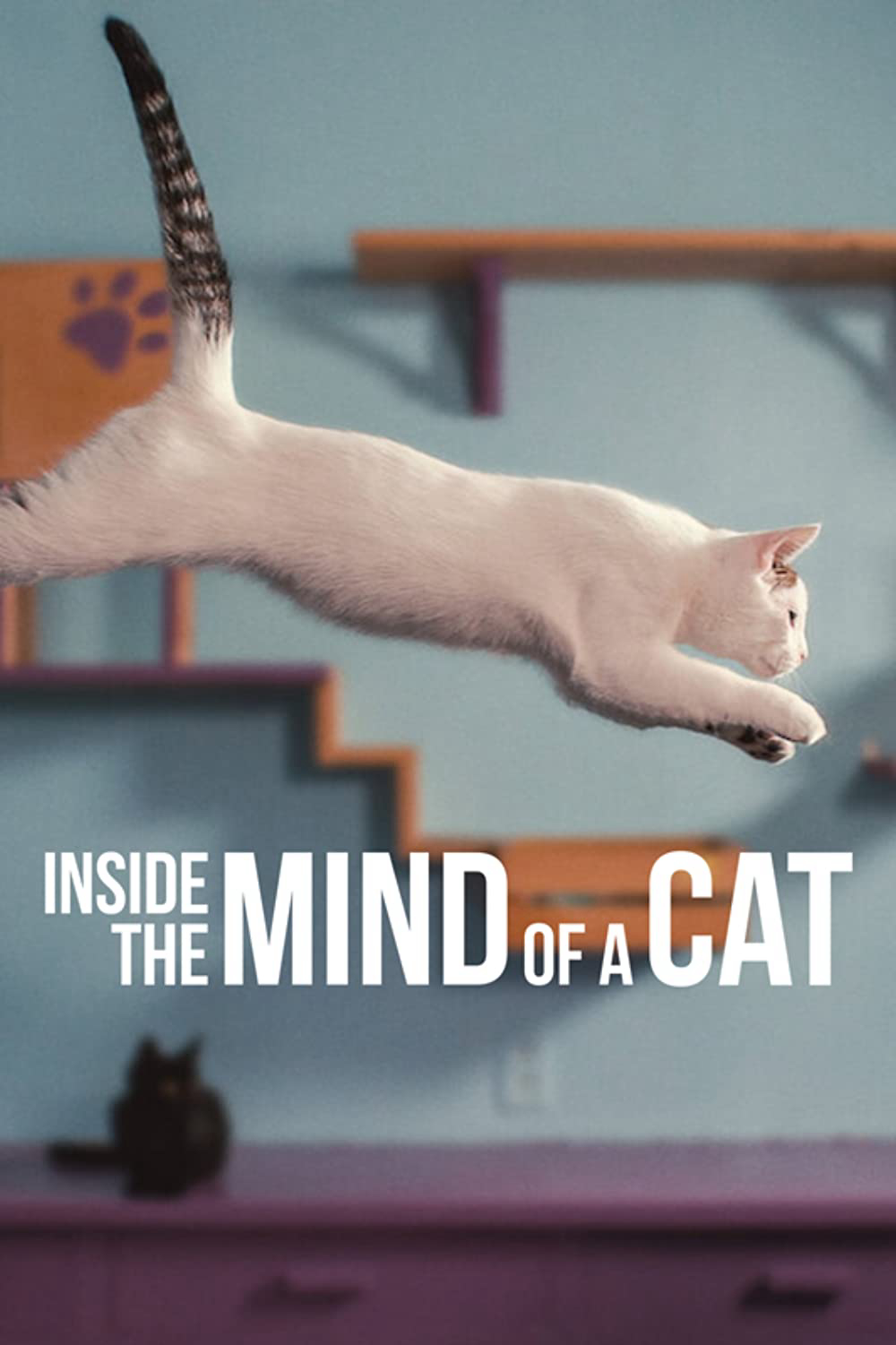 Banner Phim Những Chú Mèo Nghĩ Gì (Inside The Mind Of A Cat)