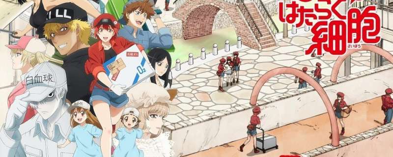 Banner Phim Hataraku Saibou!! (Cells at Work!!, Cells at Work! 2nd Season, Hataraku Saibou 2nd Season)