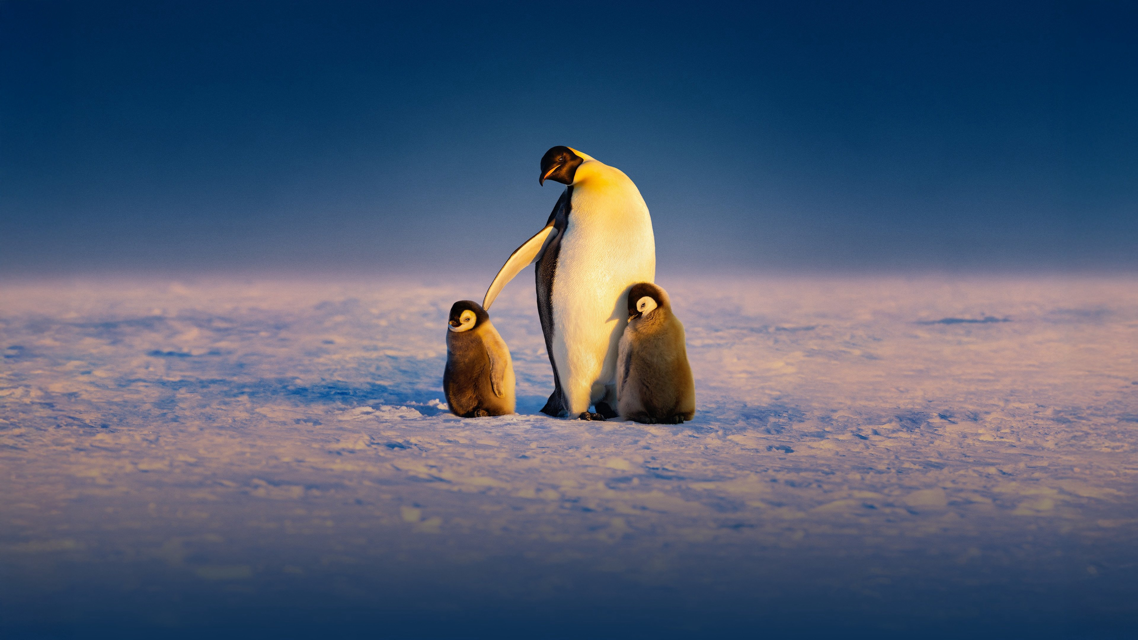 Xem Phim Secrets of the Penguins (Secrets of the Penguins)