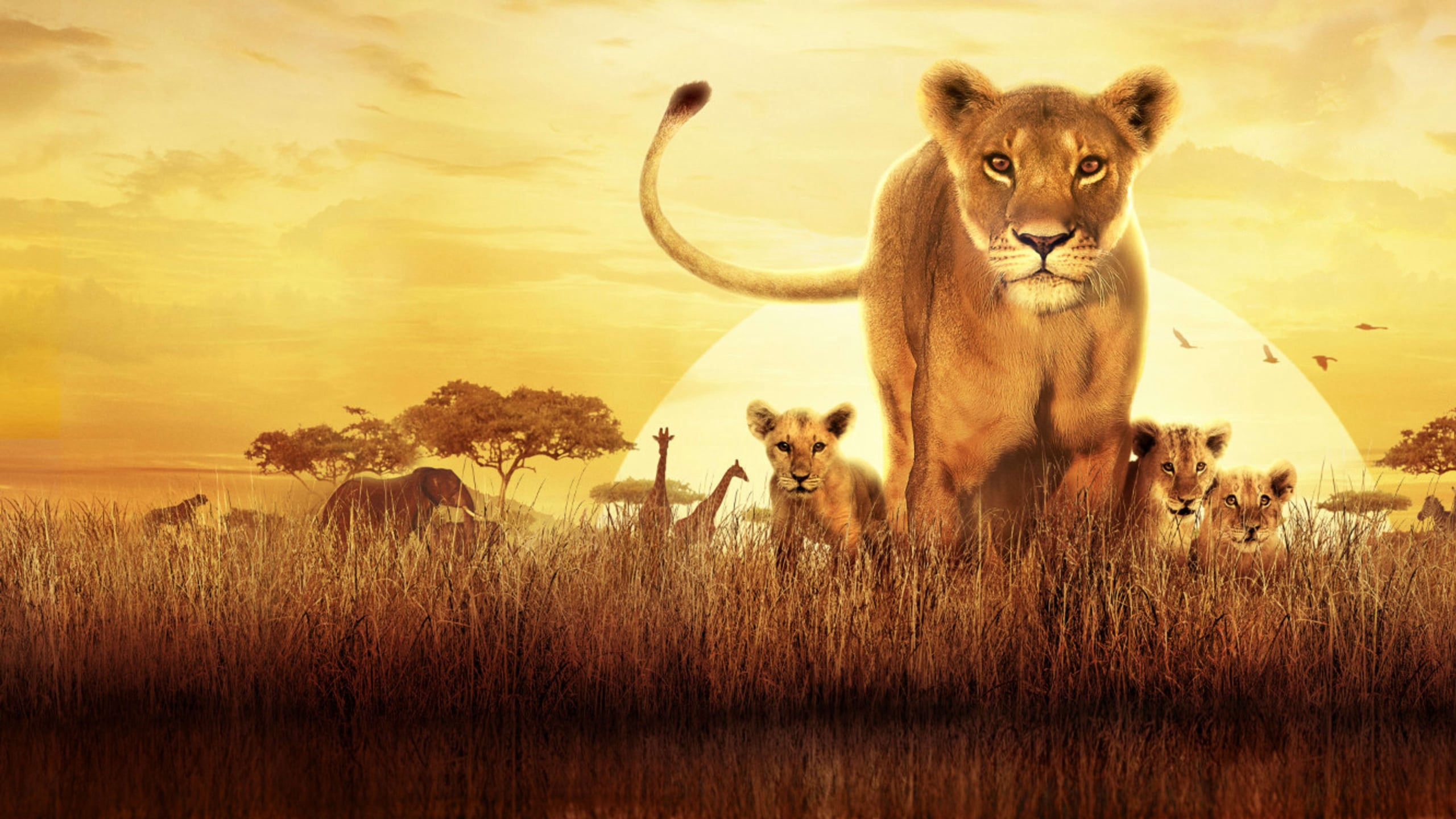 Xem Phim Serengeti (Serengeti)