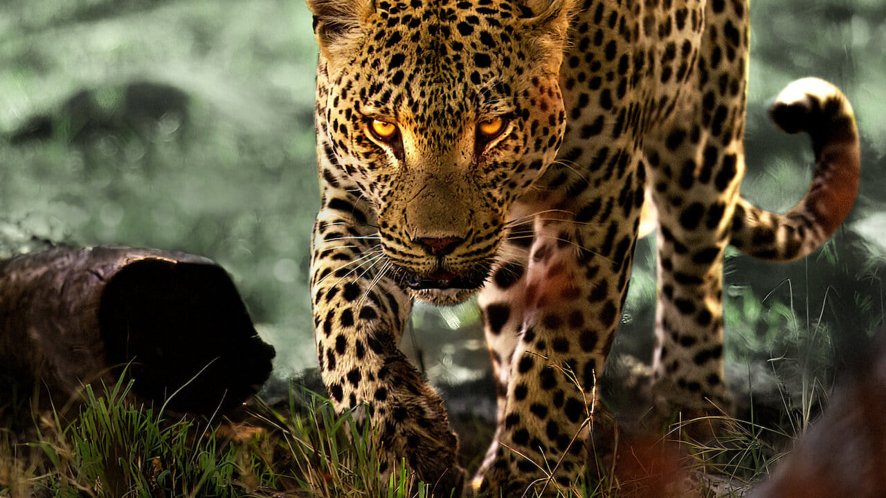 Xem Phim Sống cùng báo hoa (Living with Leopards)