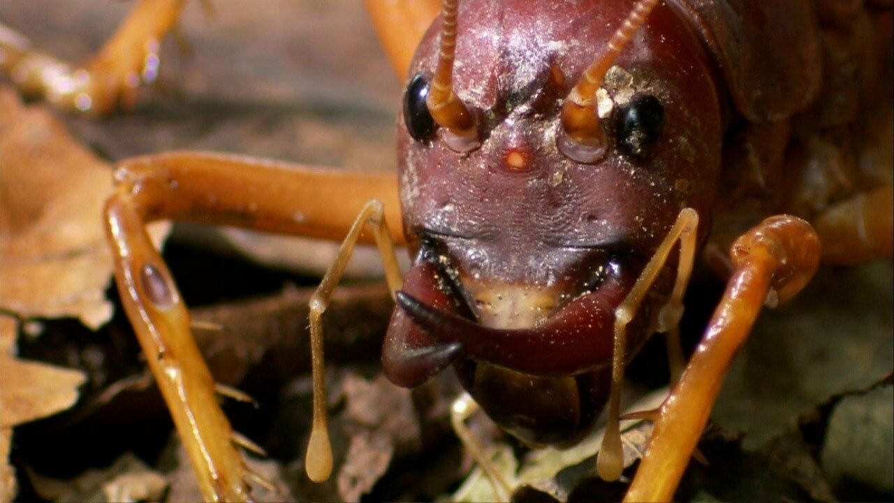 Banner Phim Thế Giới Côn Trùng Khổng Lồ và Nguy Hiểm (The World's Biggest and Baddest Bugs)