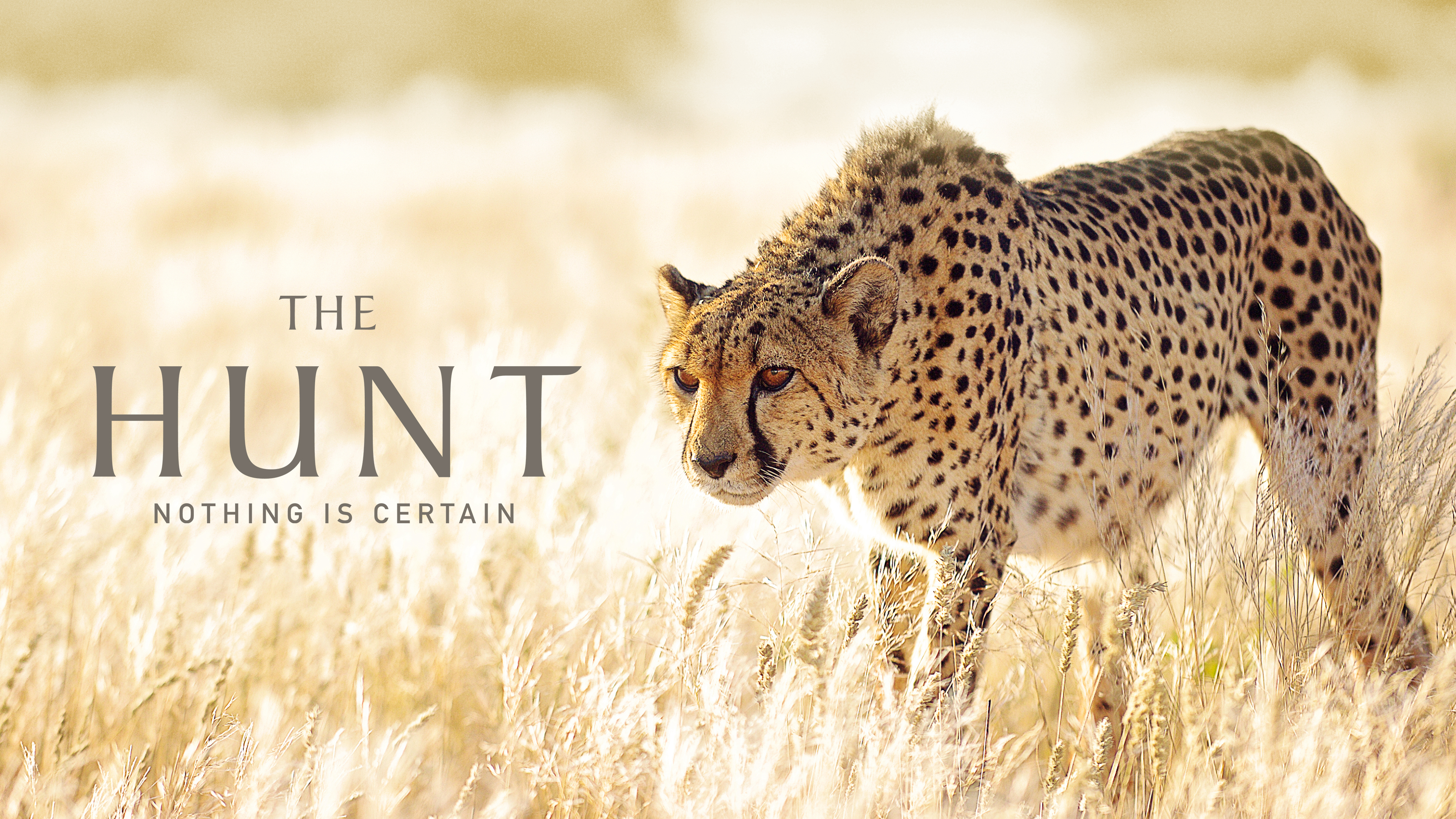 Banner Phim The Hunt (The Hunt)