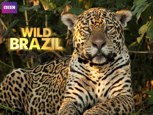 Banner Phim Thiên Nhiên Brazil Hoang Dã (Wild Brazil)