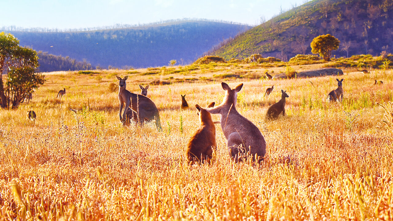 Xem Phim Thung lũng kangaroo (Kangaroo Valley)