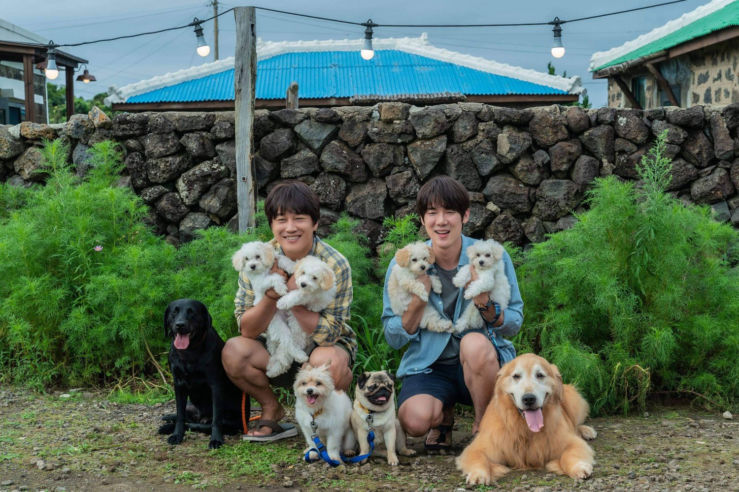 Xem Phim Tìm Nhà Cho Boss (My Heart Puppy)