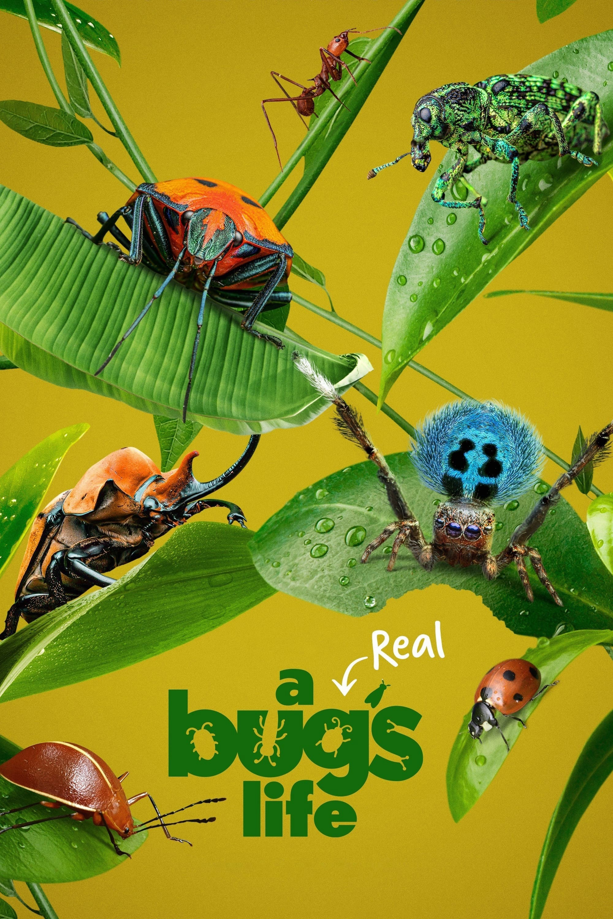 Poster Phim A Real Bug's Life (A Real Bug's Life)