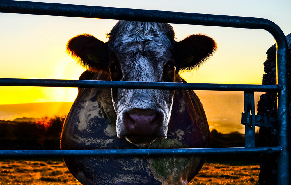 Poster Phim Âm Mưu Về Bò Sữa: Bí Mật Của Sự Bền Vững (Cowspiracy: The Sustainability Secret)