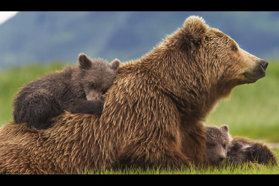 Xem Phim Bears (Bears)