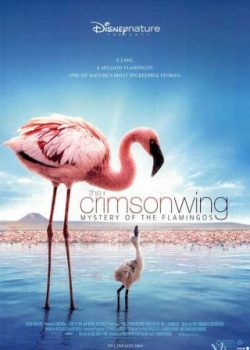 Poster Phim Bí Mật Của Chim Hồng Hạc (The Crimson Wing: Mystery Of The Flamingos)