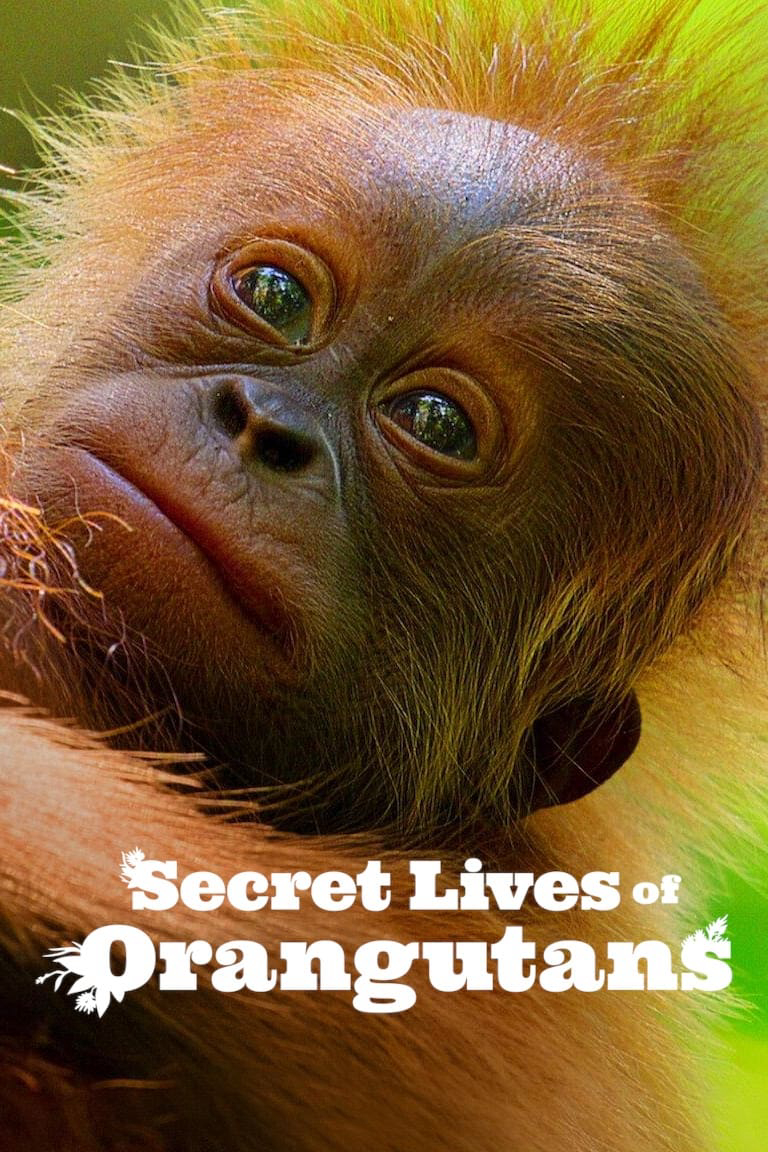 Poster Phim Cuộc sống bí mật của đười ươi (Secret Lives of Orangutans)