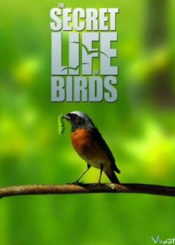 Poster Phim Cuộc Sống Bí Mật Của Loài Chim (The Secret Life Of Birds)