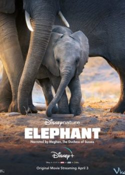 Poster Phim Đàn Voi Châu Phi (Elephant)