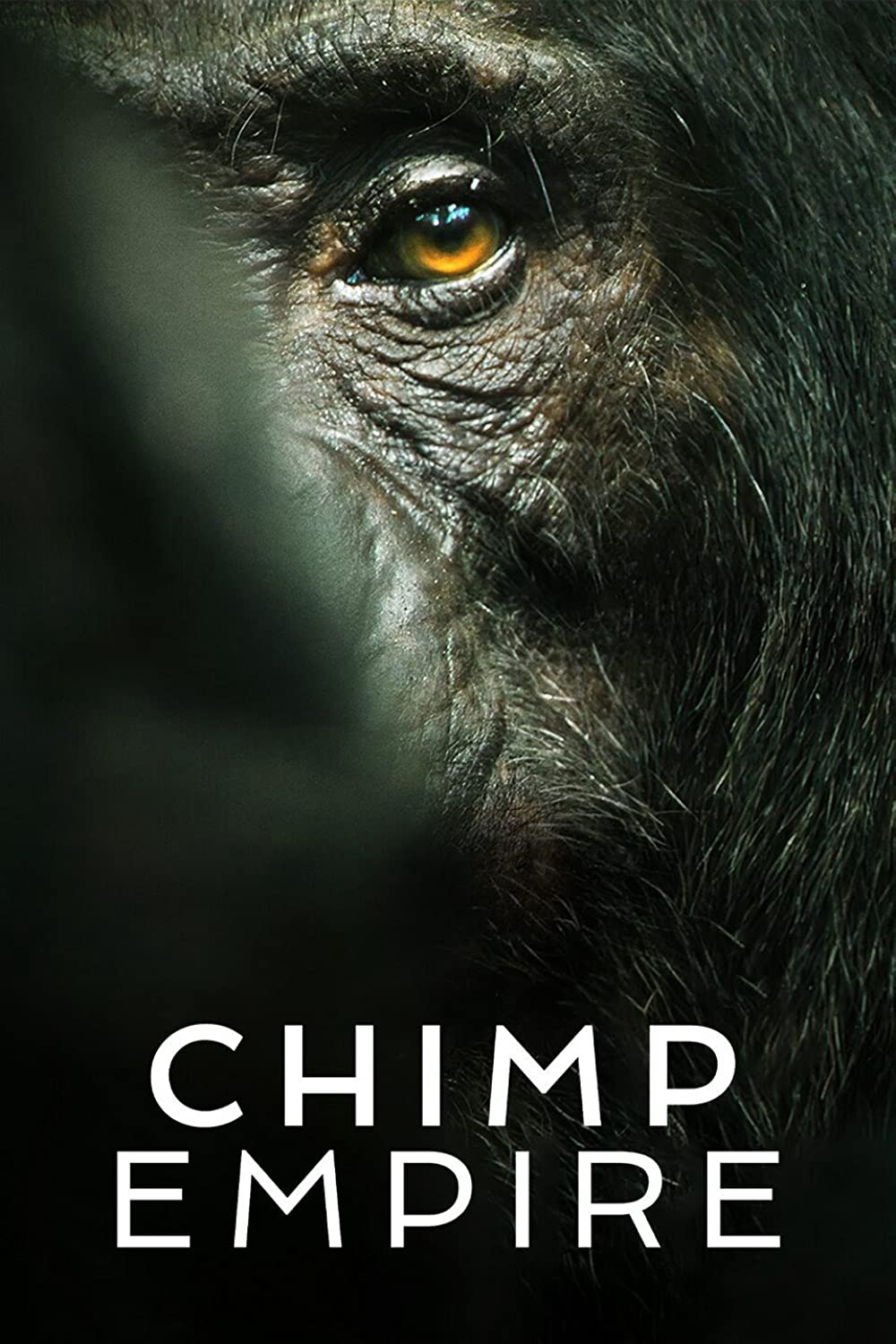 Xem Phim Đế chế tinh tinh (Chimp Empire)