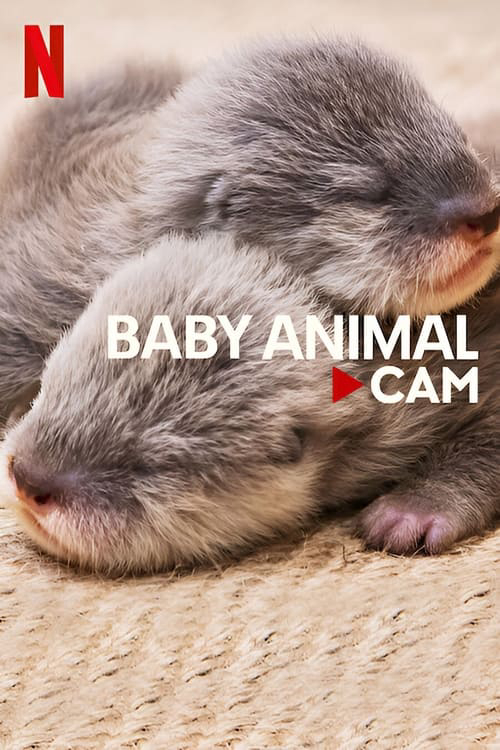 Poster Phim Động vật bé cưng trên camera (Baby Animal Cam)