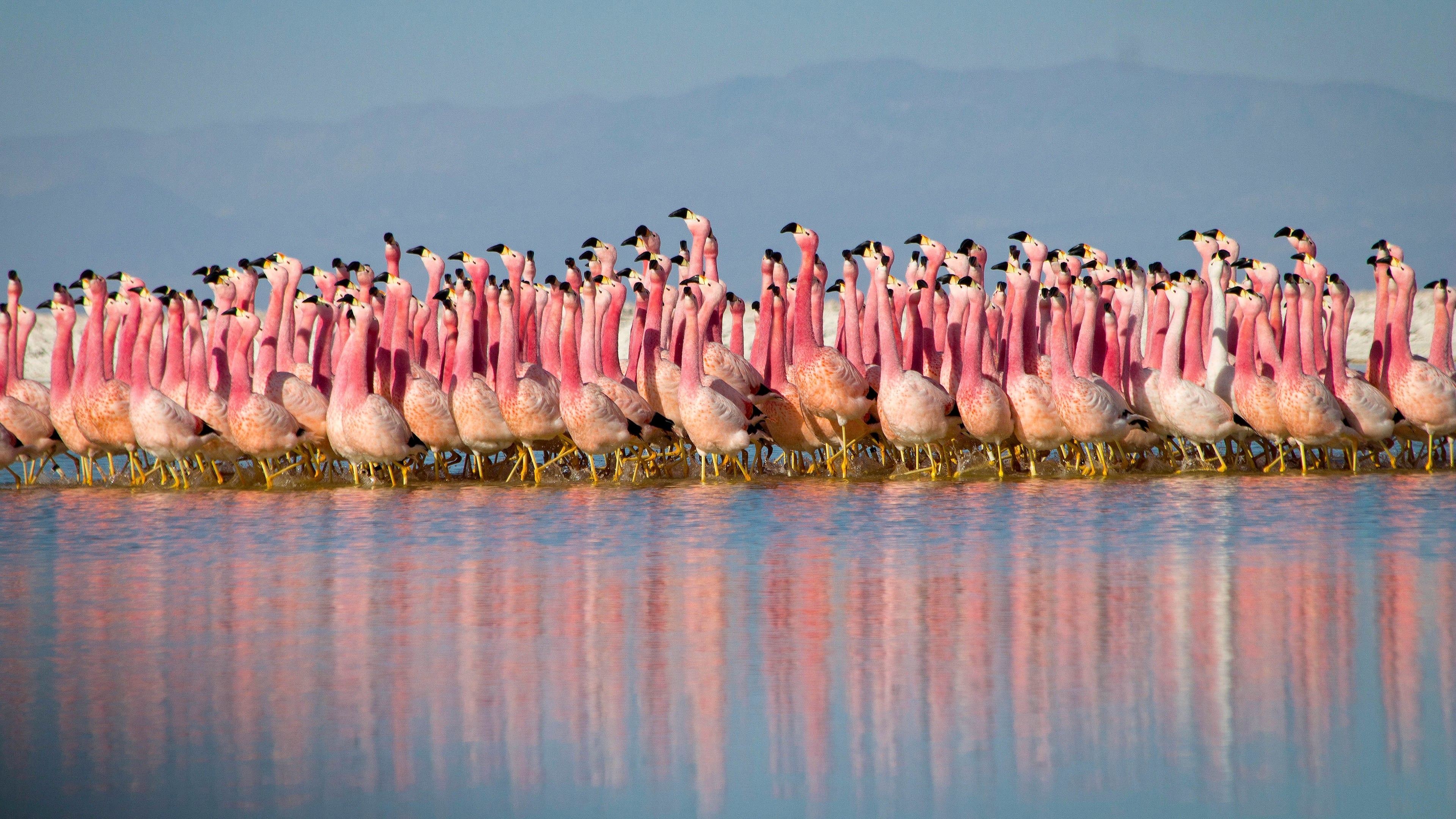 Xem Phim Hành Tinh Trái Đất 2 (Planet Earth II)