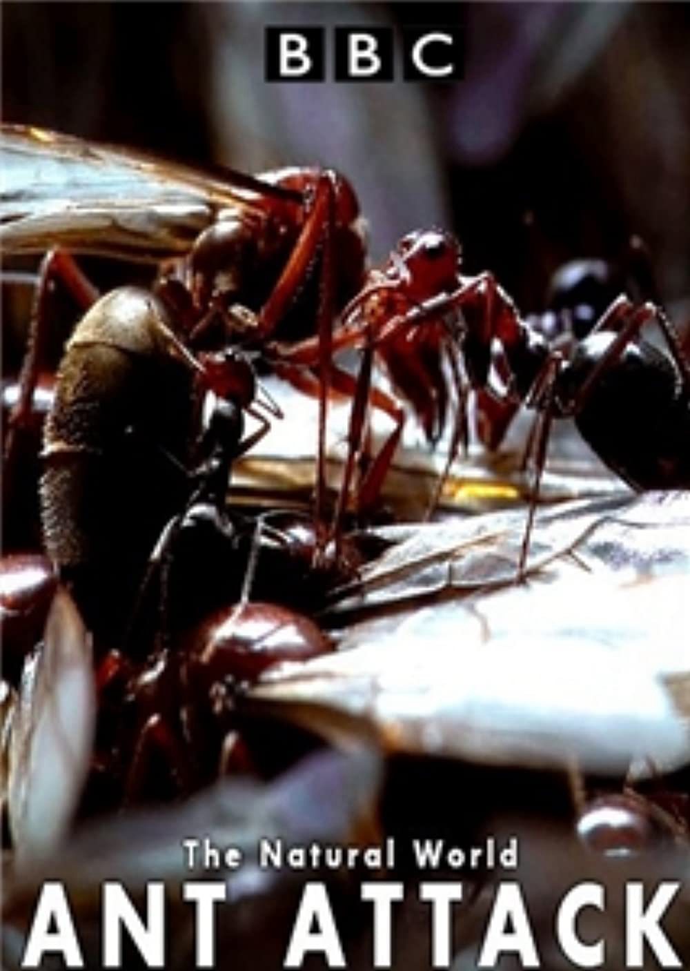 Poster Phim Kiến ăn thịt (The Natural World - Ant Attack)