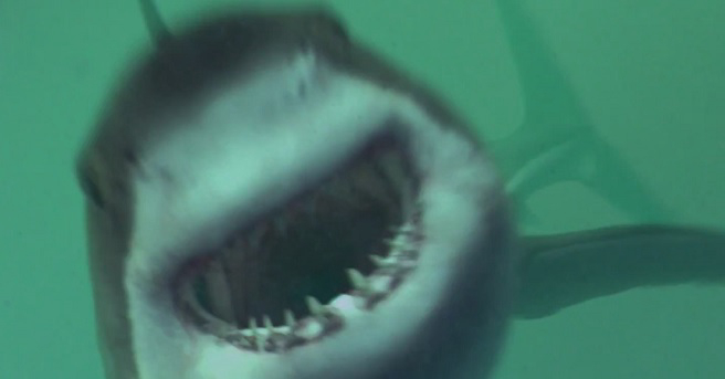 Xem Phim Mồi Cá Mập (Open Water 3: Cage Dive - Shark Terror)