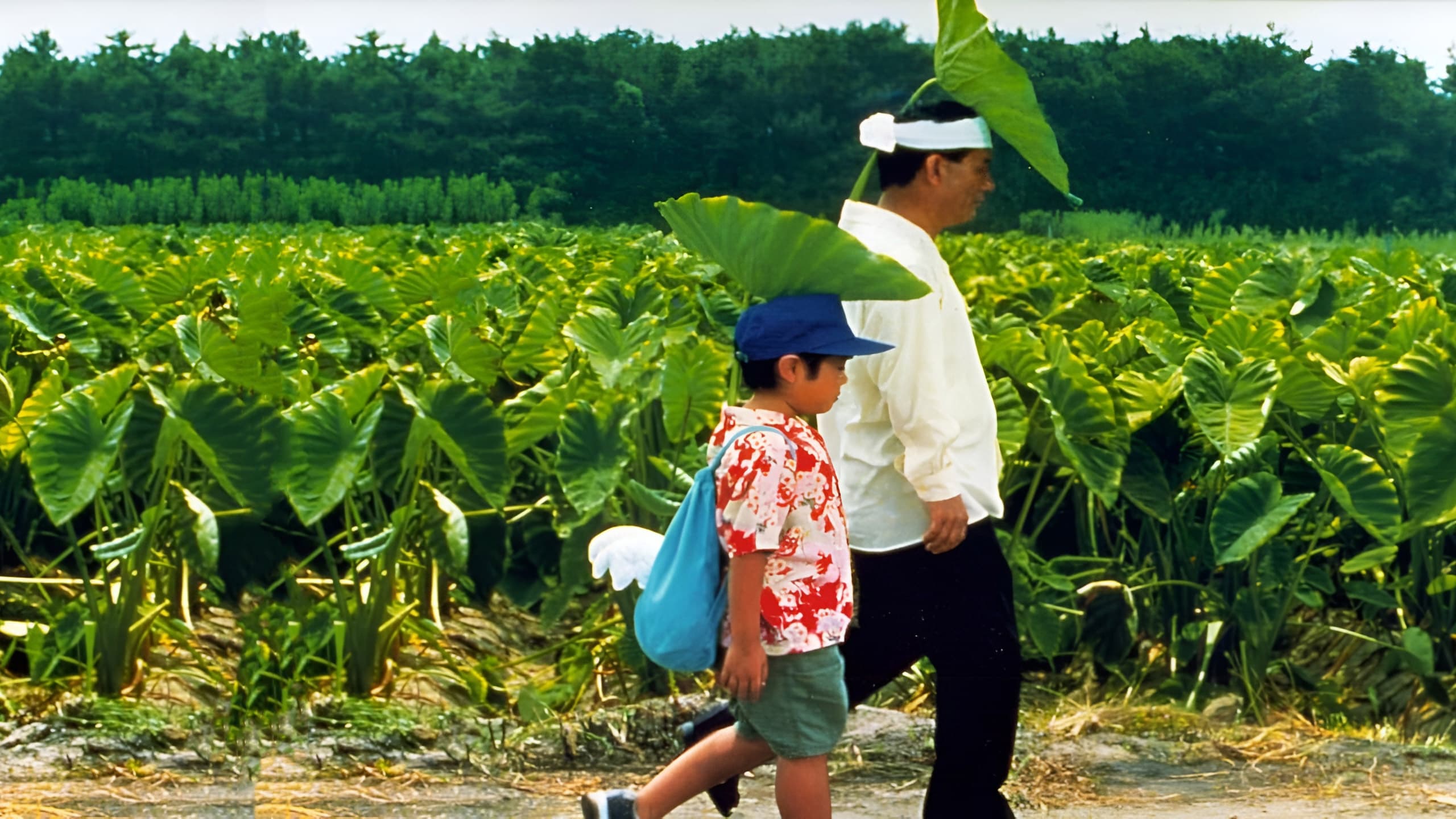 Poster Phim Mùa Hè Của Kikujiro (Kikujiro)