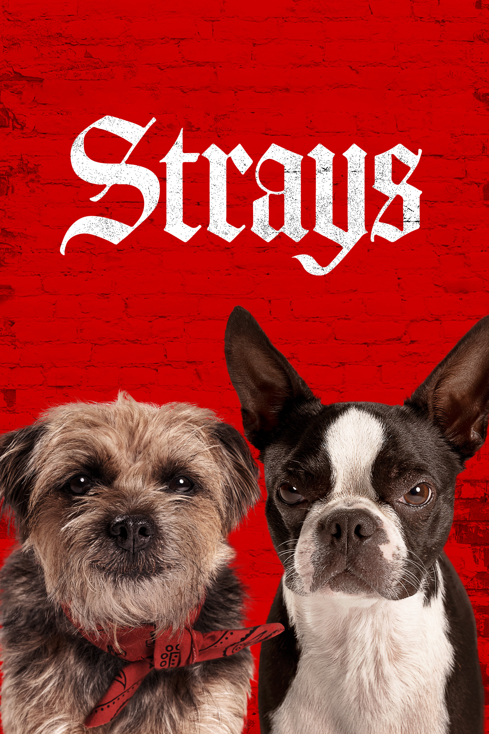 Poster Phim Những Chú Chó Bụi Đời (Strays)