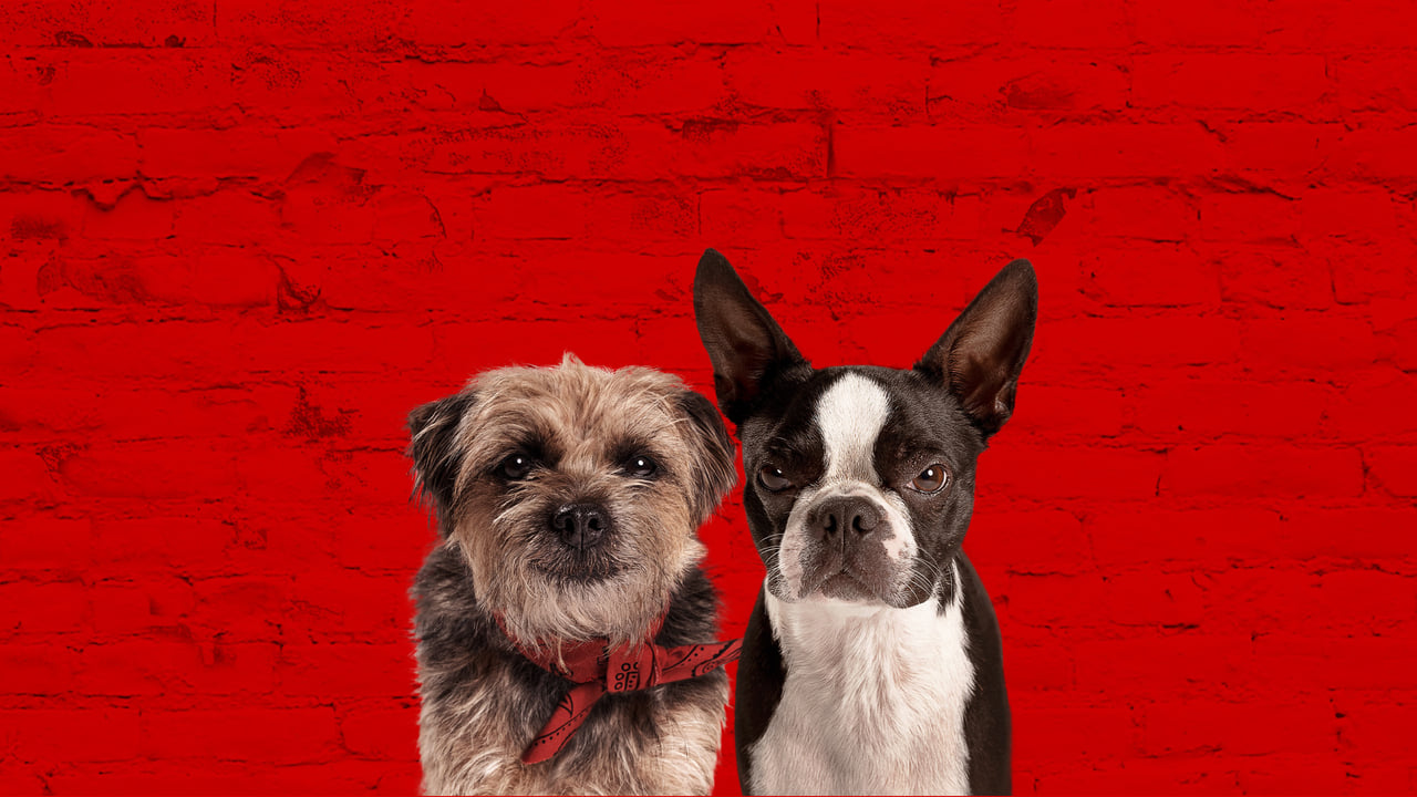 Poster Phim Những Chú Chó Bụi Đời (Strays (2023))