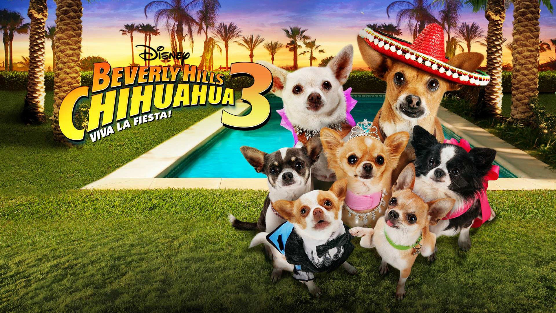 Xem Phim Những Chú Chó Chihuahua 3 (Beverly Hills Chihuahua 3: Viva La Fiesta!)