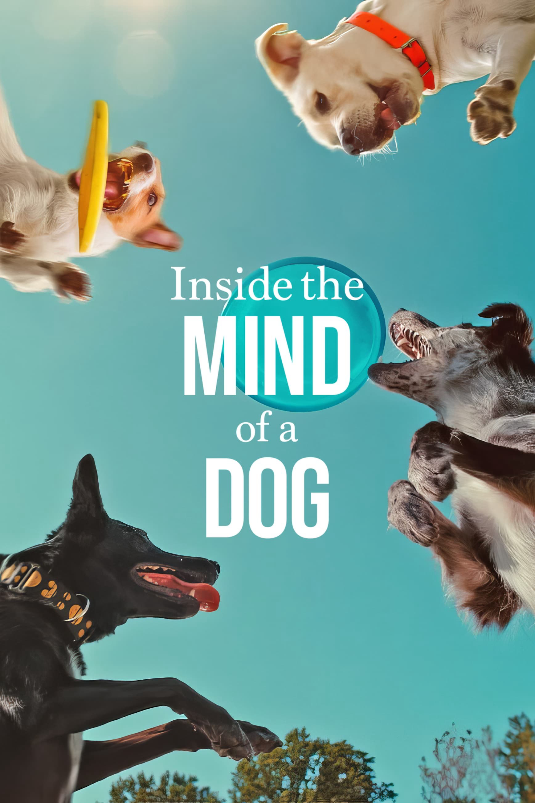 Poster Phim Những chú chó nghĩ gì (Inside the Mind of a Dog)