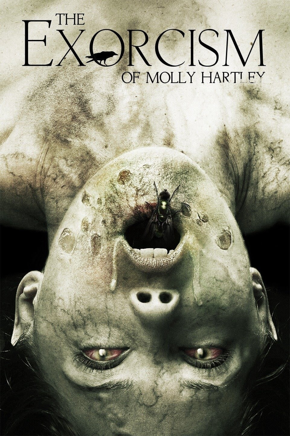 Poster Phim Nỗi Ám Ảnh Của Molly  (The Exorcism of Molly Hartley)