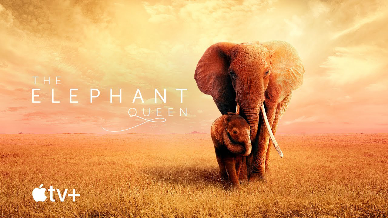 Xem Phim Nữ Hoàng Voi (The Elephant Queen)