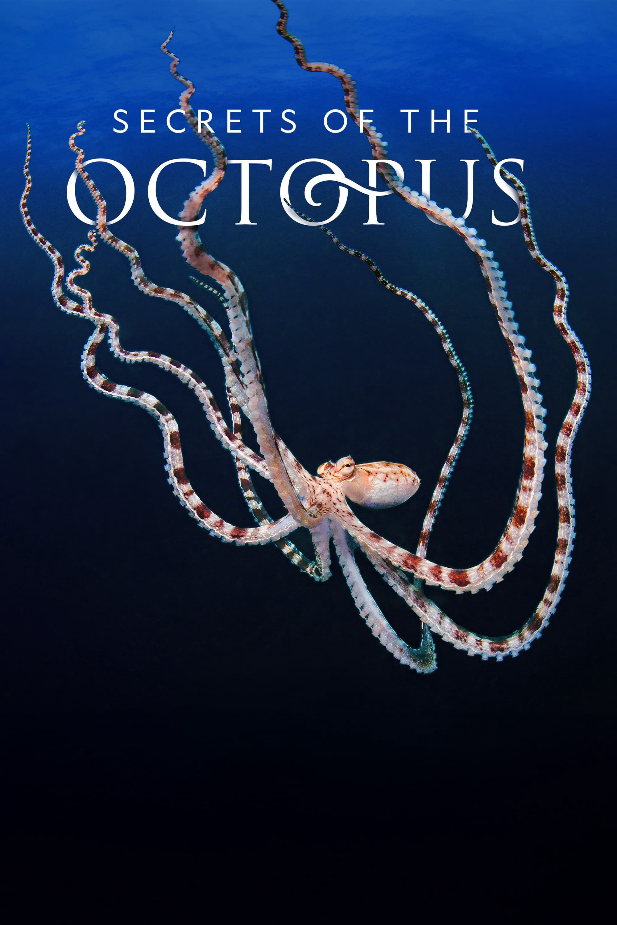 Poster Phim Secrets of the Octopus (Secrets of the Octopus)