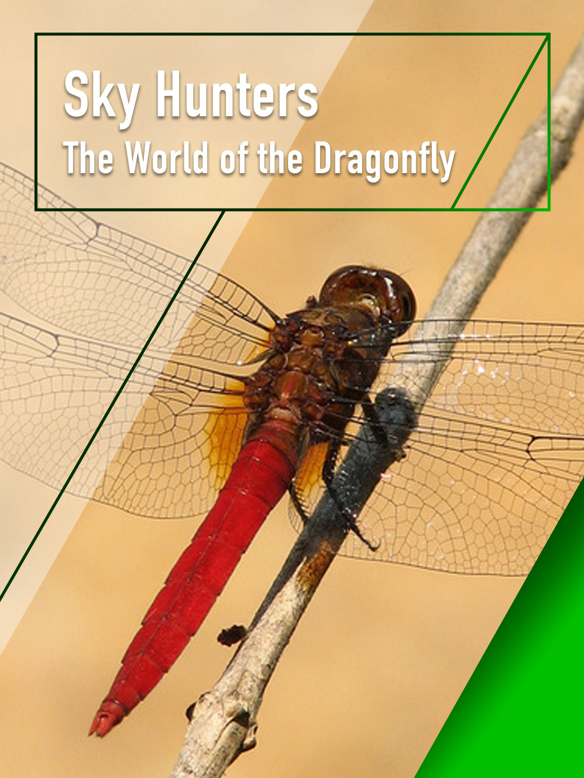 Xem Phim Sky Hunters - The World of Dragonfly (Sky Hunters - The World of Dragonfly)