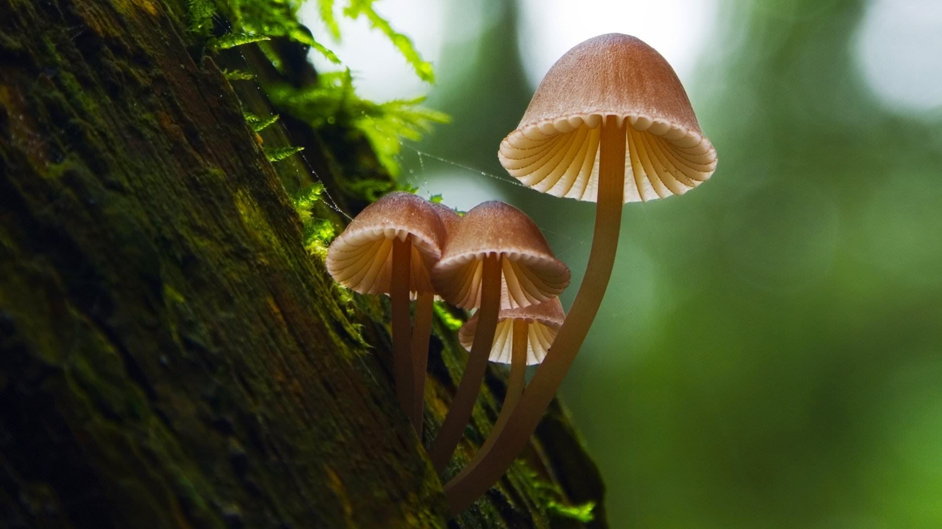 Xem Phim Sự Kỳ Diệu Của Nấm (Fantastic Fungi)