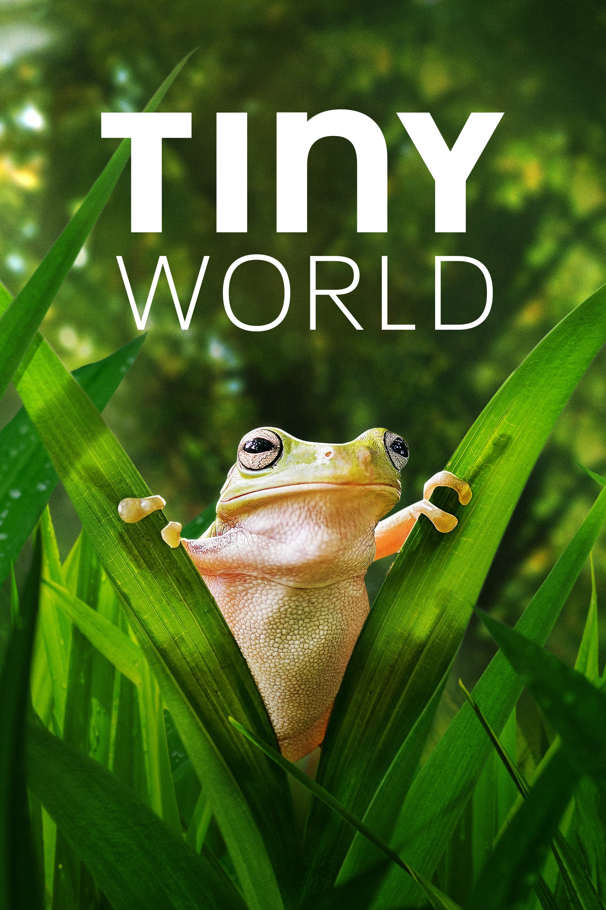 Poster Phim Thế Giới Siêu Nhỏ (Phần 2) (Tiny World (Season 2))