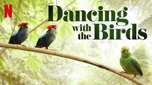 Xem Phim Vũ Điệu Của Loài Chim (Dancing With The Birds)